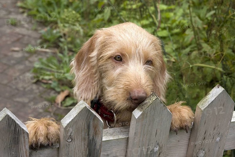 Domestic Dog