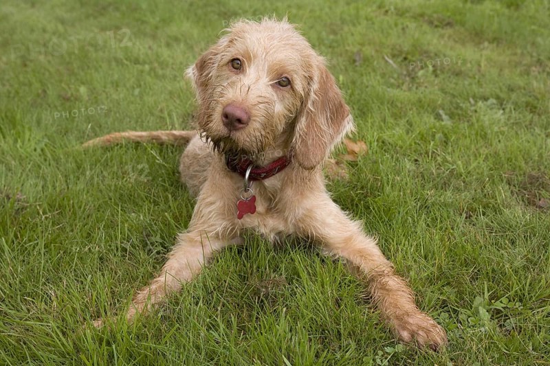 Domestic Dog