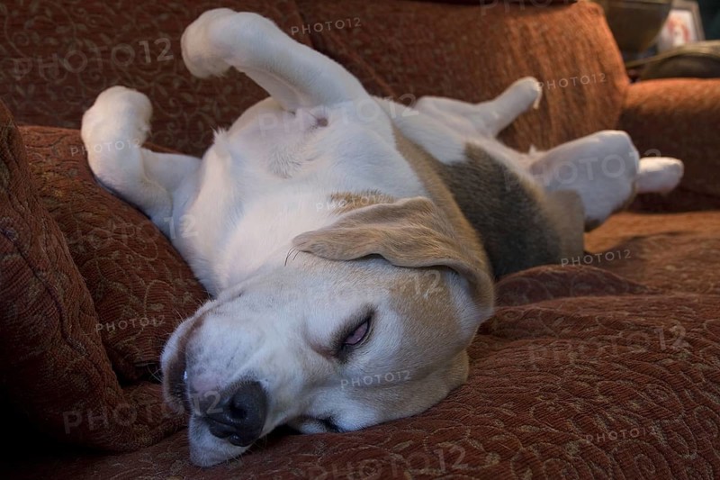 Domestic Dog