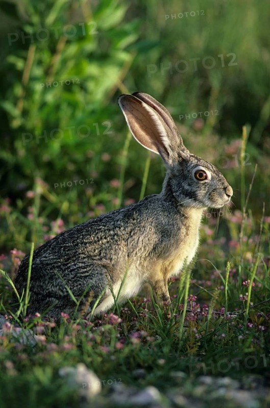 Scrub Hare