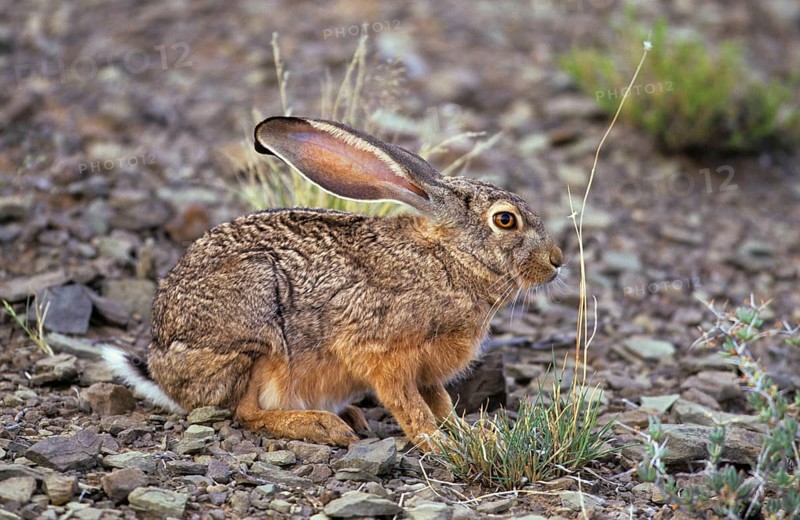 Scrub Hare
