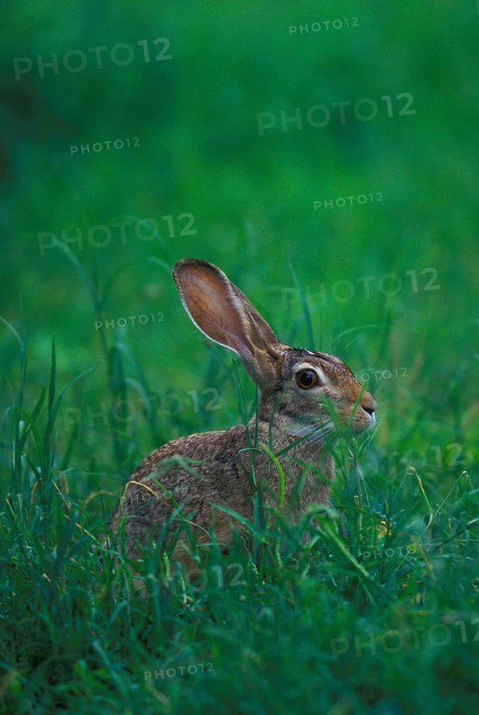Cape hare