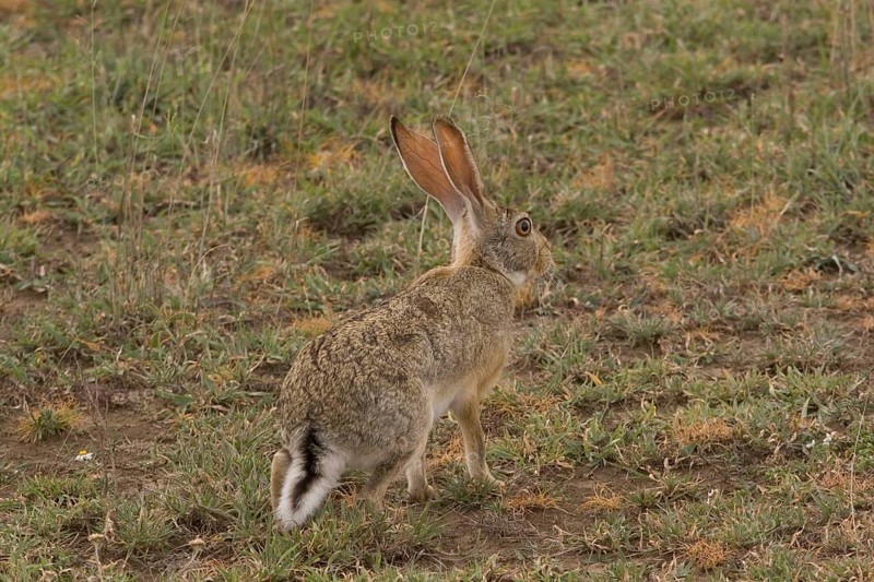 Cape hare