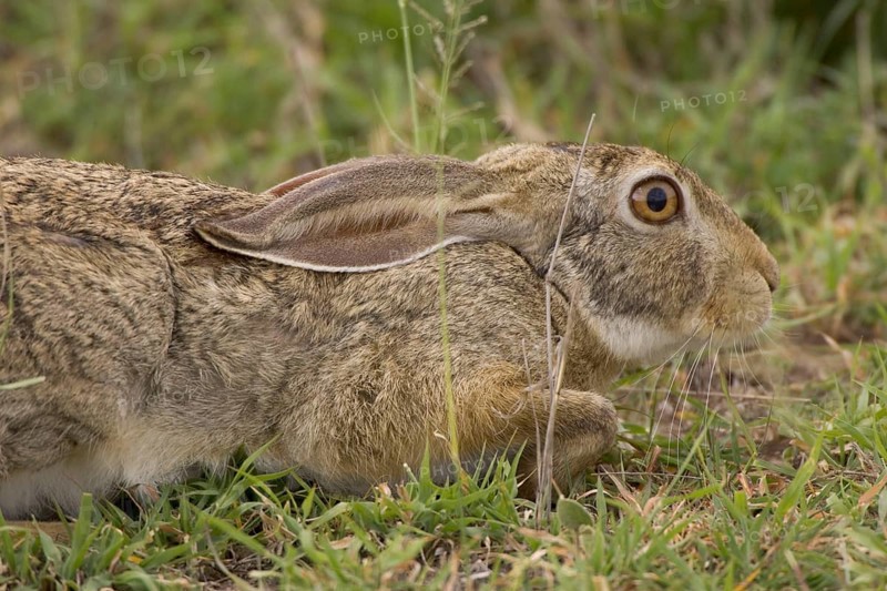 Cape hare