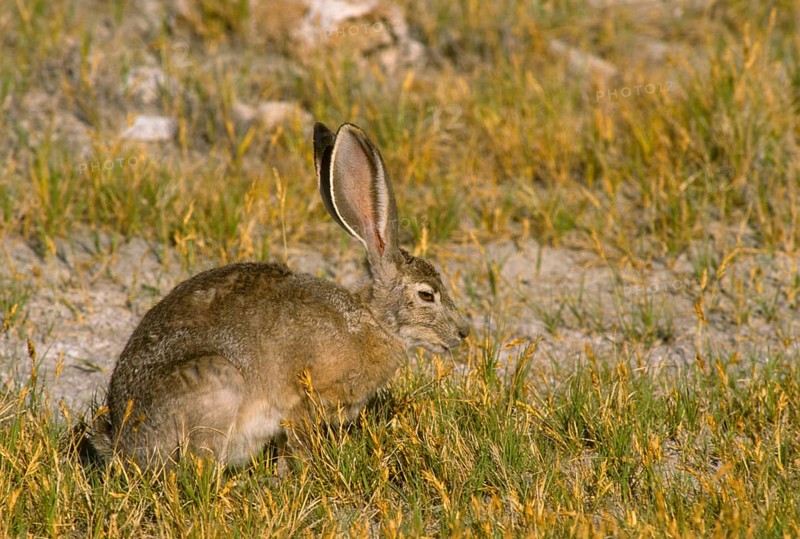 Black-tailed jackrabbit