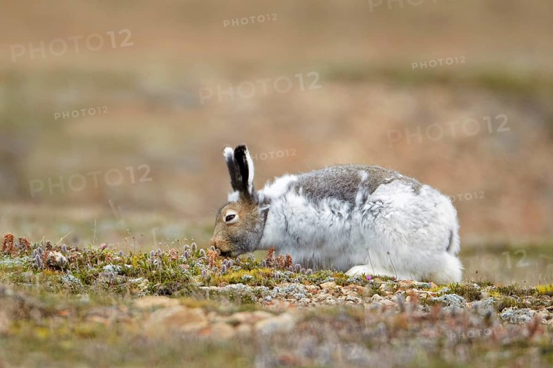 American Arctic Hare
