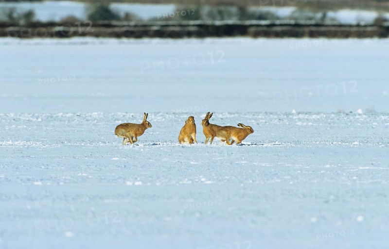 Brown Hare