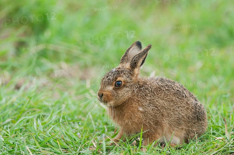 European hare