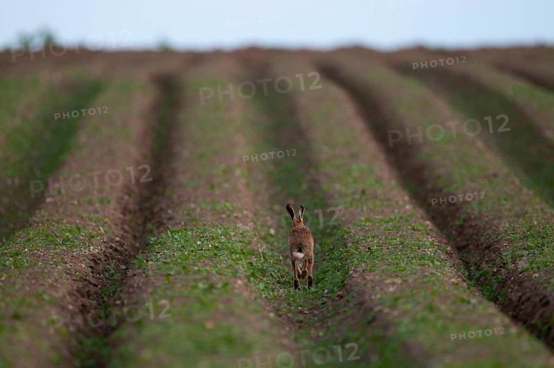 European hare