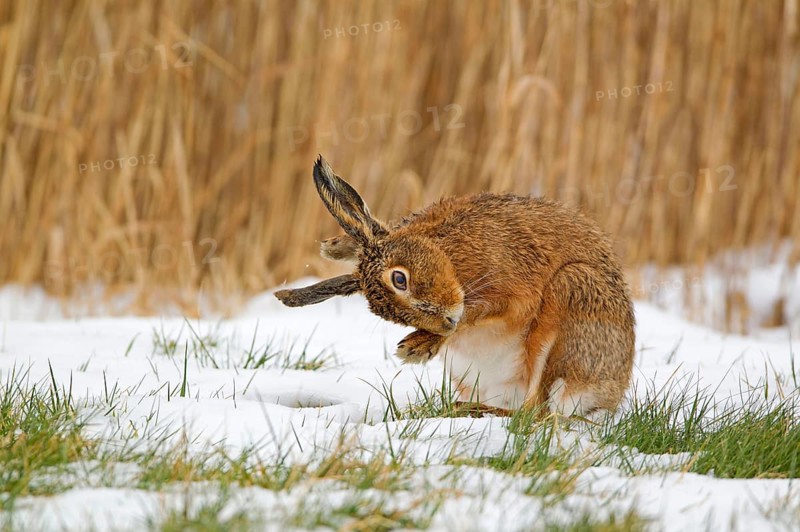 European Hare