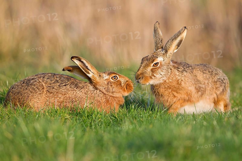 European Hare