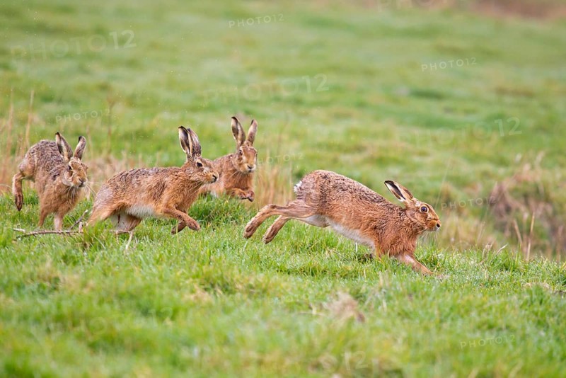 European Hare