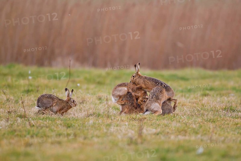 European hare