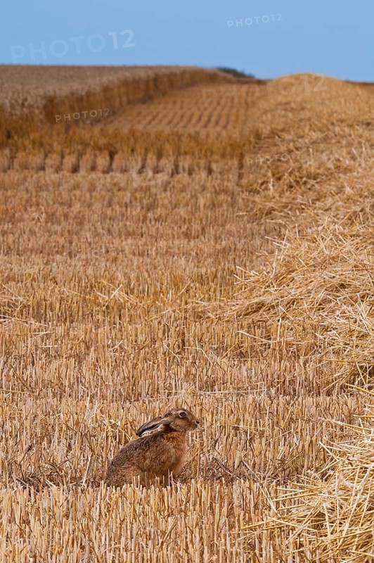 European hare