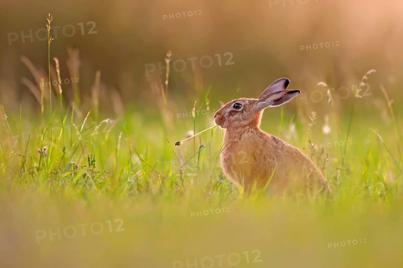 European hare