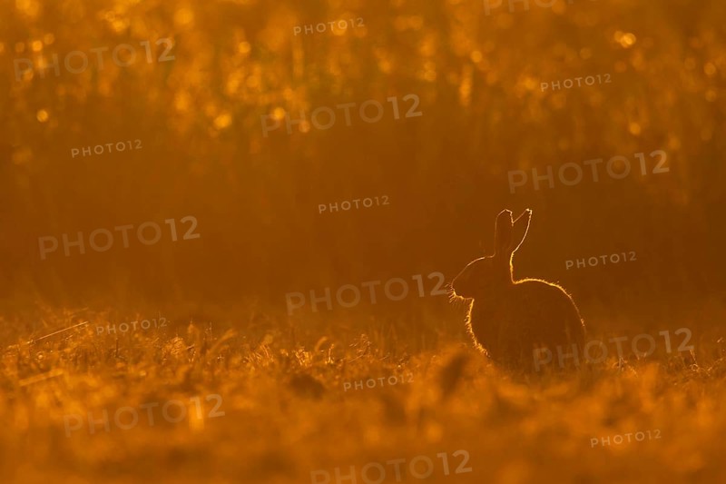 European Hare