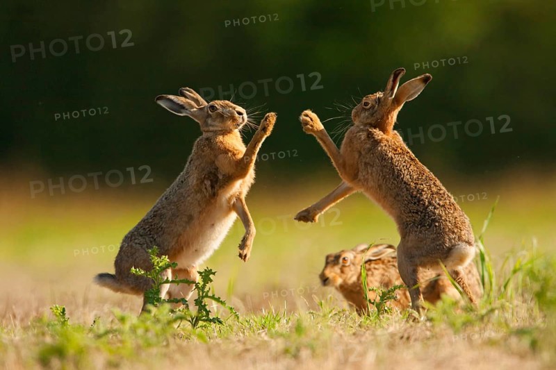 European Hare