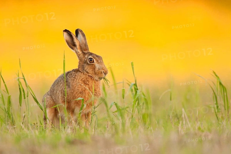 European Hare