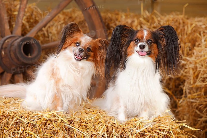 Papillons