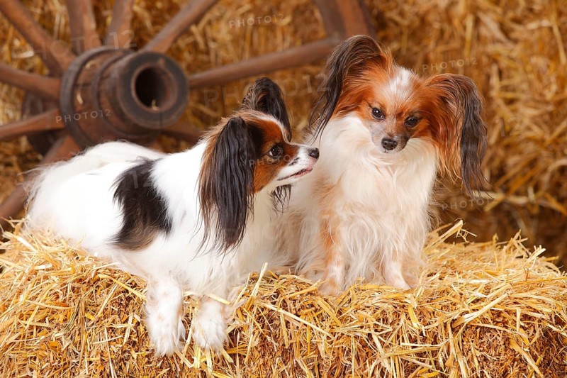 Papillons