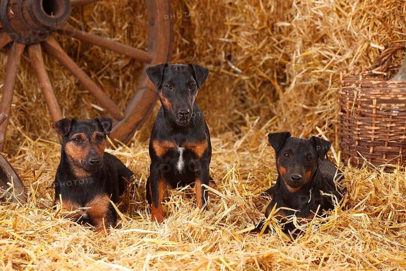 German Hunting Terrier