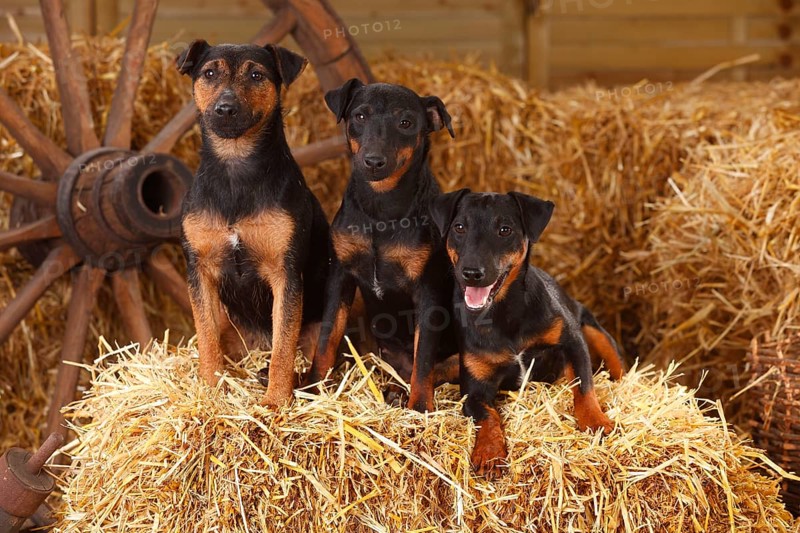 German Hunting Terrier
