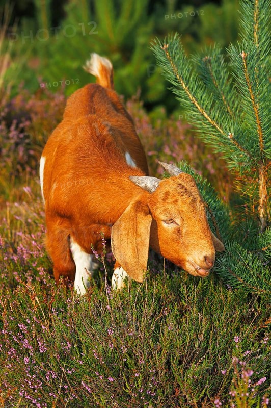 Boer goat