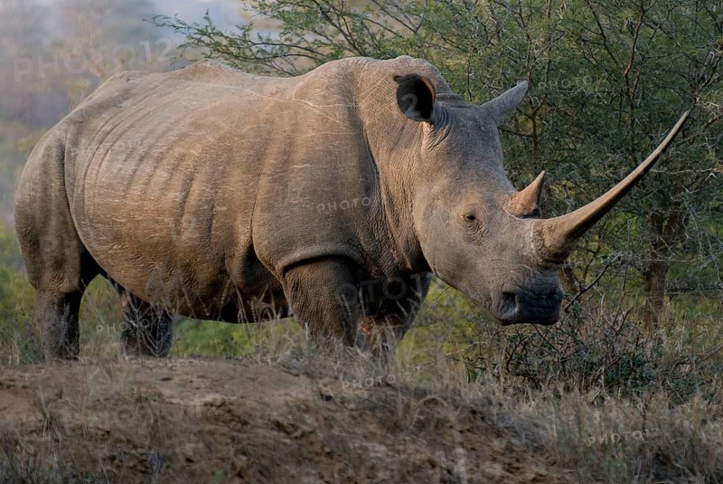 White Rhinoceros