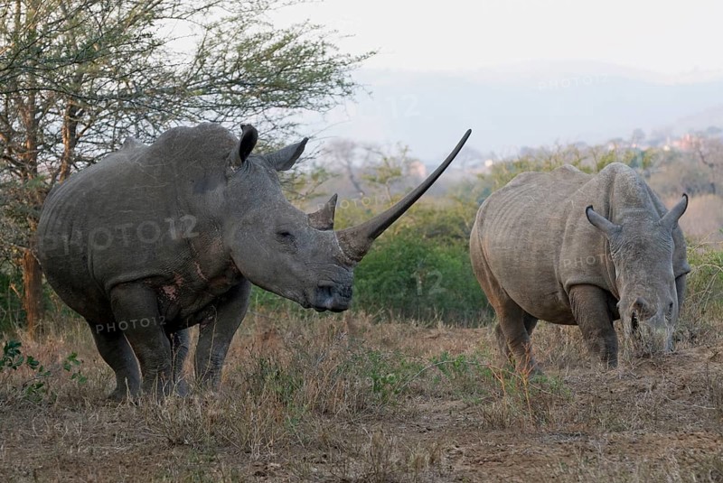White Rhinoceros