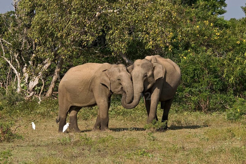 Asian elephant