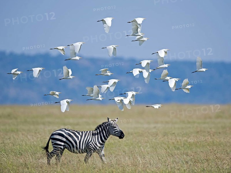 Flock of cattle egret
