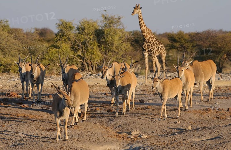 Tragelaphus oryx
