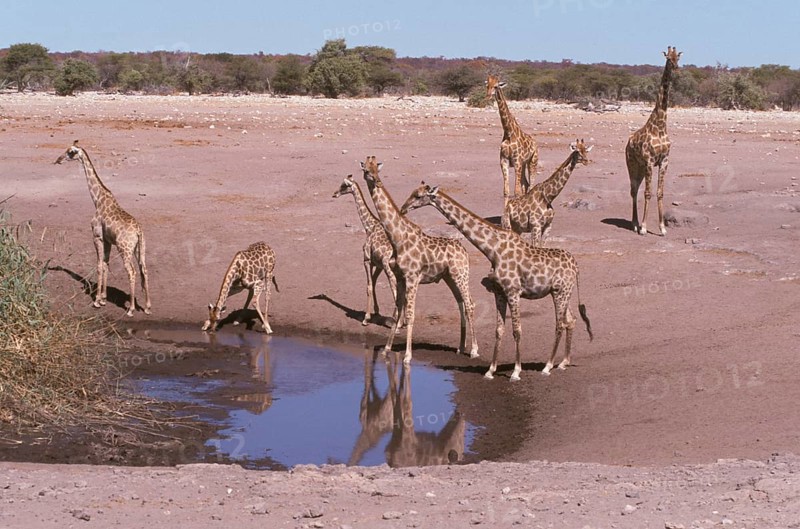 Giraffes