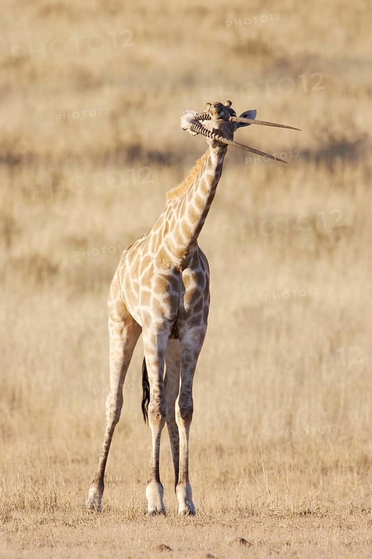 Giraffes