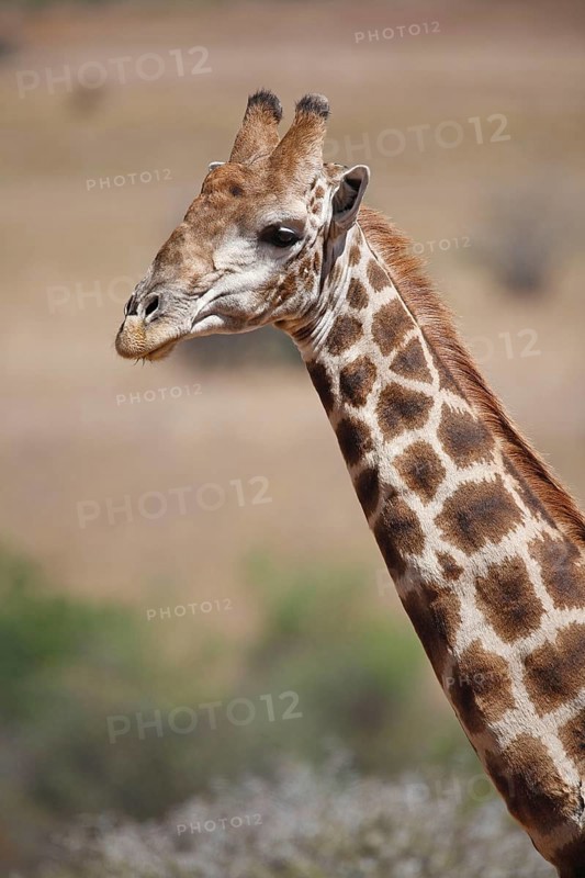 Southern giraffe
