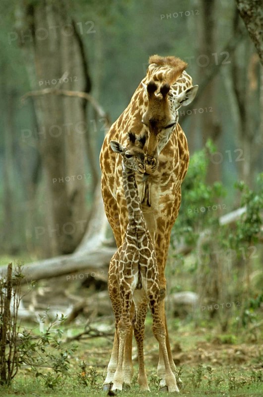 Masai Giraffe