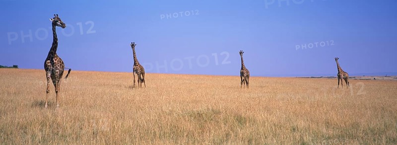 Masai Giraffe