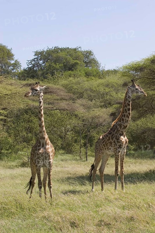 Masai Giraffe