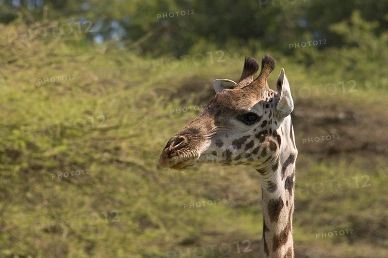 Masai Giraffe