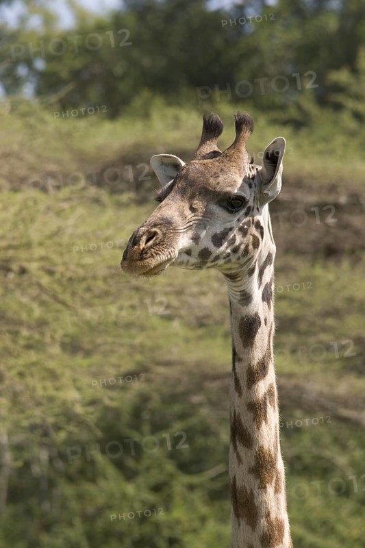 Masai Giraffe