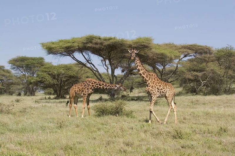 Masai Giraffe