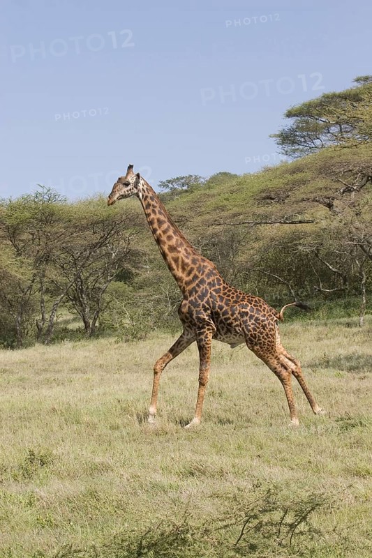 Masai Giraffe