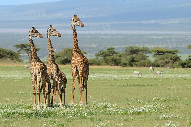Masai giraffe