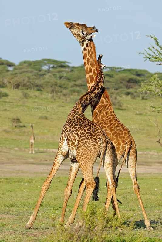 Masai giraffe