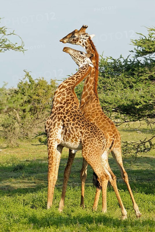 Masai giraffe
