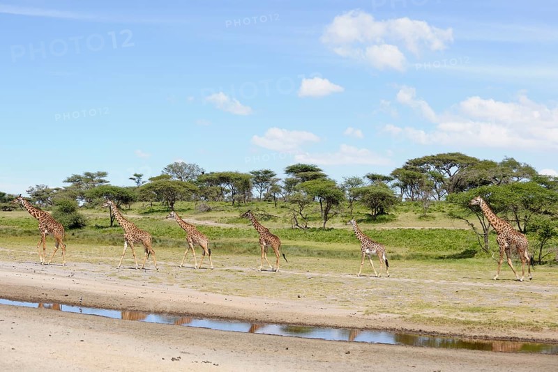 Masai giraffe