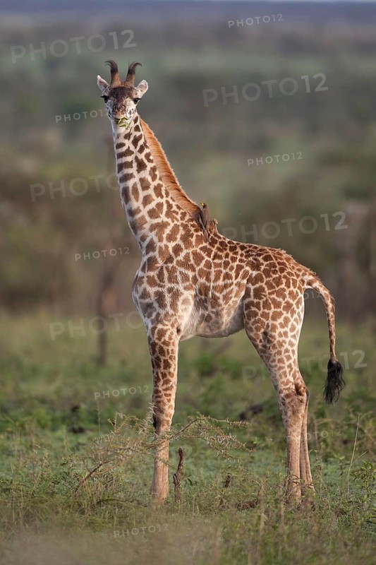 Masai giraffe