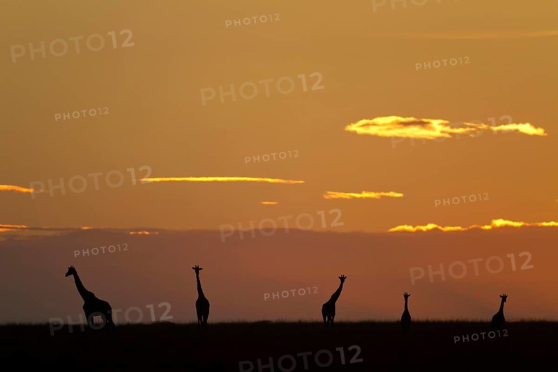 Masai giraffe