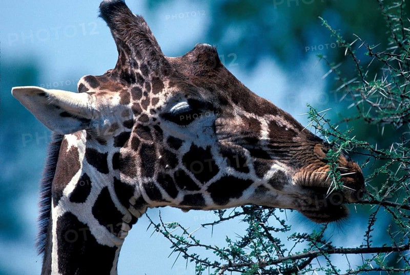 Reticulated giraffe