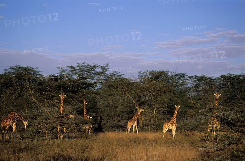 Rothschild's giraffe